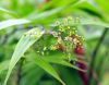 Maianthemum tatsiense